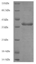 Butyrophilin subfamily 3 member A3 (BTN3A3), partial, human, recombinant