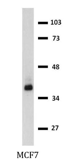 Anti-CD326, clone 323/A3