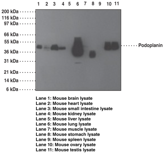 Anti-Podoplanin (Clone pmab-1)