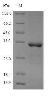 Meteorin-like protein (Metrnl), mouse, recombinant