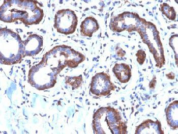 Anti-Ferritin, Light Chain (FTL) (Microglia Marker) Recombinant Rabbit Monoclonal Antibody (clone:FT