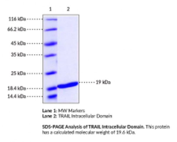 TRAIL Intracellular Domain (human, recombinant)