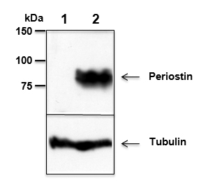Anti-Periostin [OSF-2], clone Stiny-1 (preservative free)