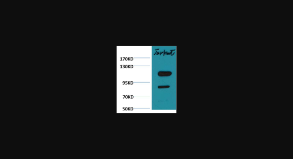 Anti-Cleaved PARP, monoclonal
