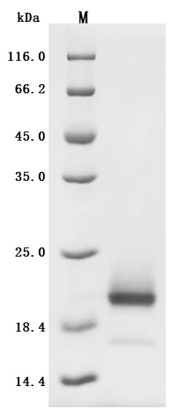 Interleukin-4 (IL4) (Active), recombinant human