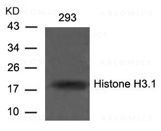 Anti-Histone H3.1 (Ab-10)
