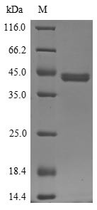 Interleukin-4 receptor subunit alpha (IL4R), partial, swine, recombinant