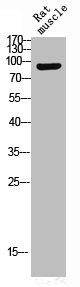Anti-Phospho-NTRK2 (Y516)