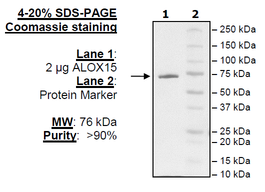 ALOX15, FLAG-tag, human recombinant protein