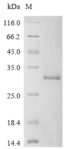Transcriptional enhancer factor TEF-1 (TEAD1), partial, human, recombinant
