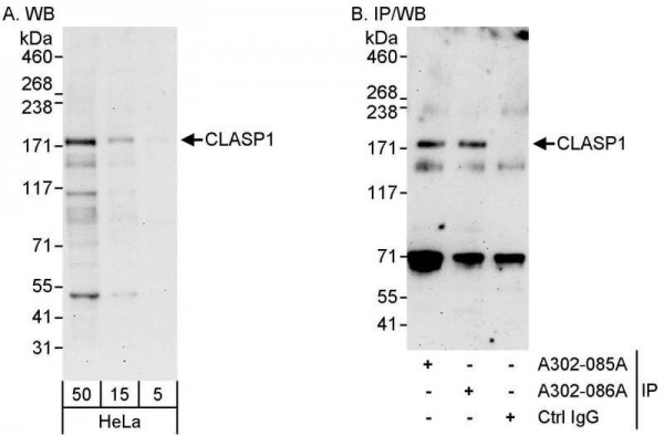 Anti-CLASP1