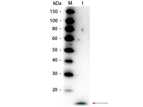 Anti-Rat IL-17A, Peroxidase Conjugated