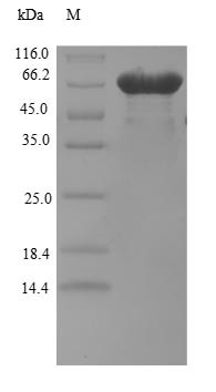 eIF5-mimic protein 1 (BZW2) (Active), human, recombinant