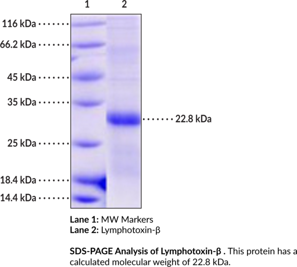 Lymphotoxin-beta (cynomolgus monkey, recombinant)