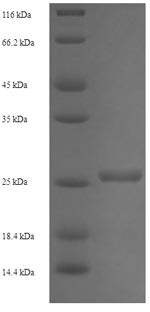 ADP-ribosylation factor-like protein 4A (ARL4A), human, recombinant