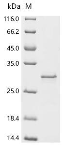 Uncharacterized protein yqgB (yqgB), recombinant Escherichia coli O157:H7