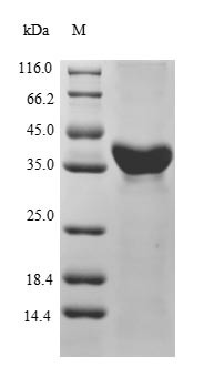 Serum paraoxonase/arylesterase 1 (Pon1), mouse, recombinant