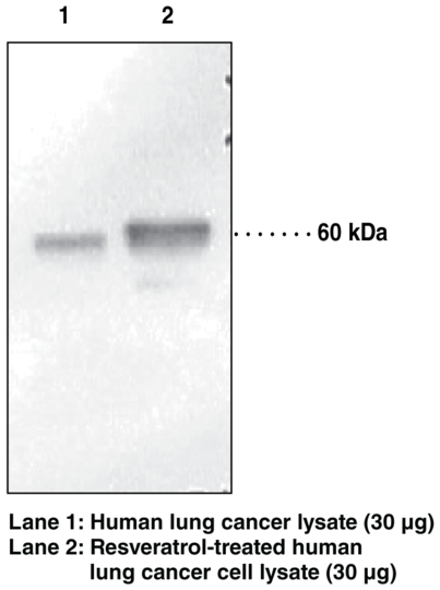 Anti-p53 (Clone BP53-12)