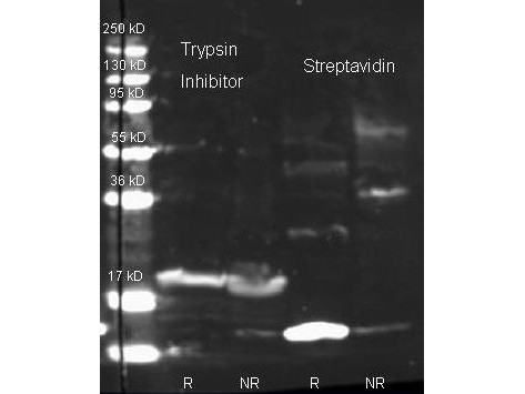 Anti-TRYPSIN INHIBITOR, Peroxidase Conjugated