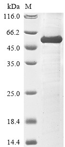 Sialidase-3 (Neu3), mouse, recombinant