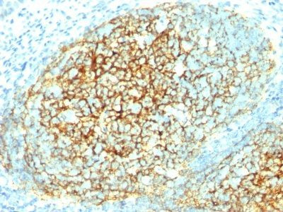 Anti-CD106 / VCAM1(1.4C3), CF568 conjugate, 0.1mg/mL