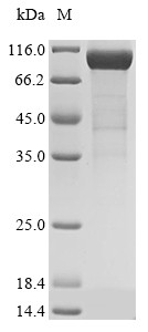 Complement factor I (Cfi), mouse, recombinant