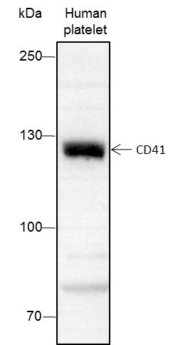 Anti-Recombinant CD41, clone A173