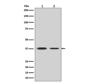 Anti-Arginase 1, clone ABO-1