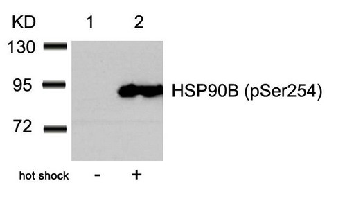 Anti-Phospho-HSP90AB1 (Ser254)