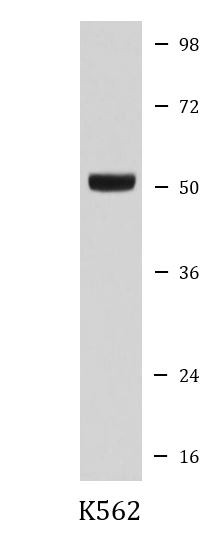 Anti-E2F2