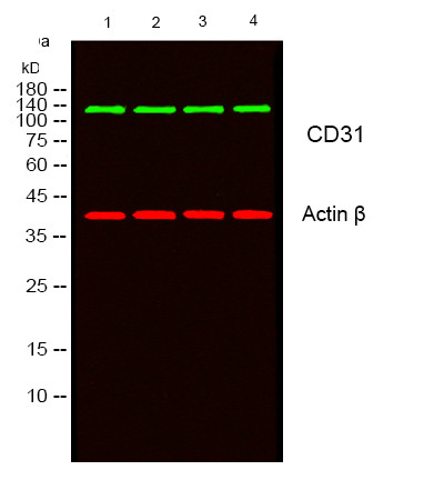 Anti-Recombinant CD31, clone 8C12