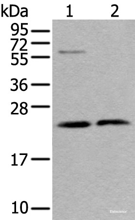 Anti-ABHD14B