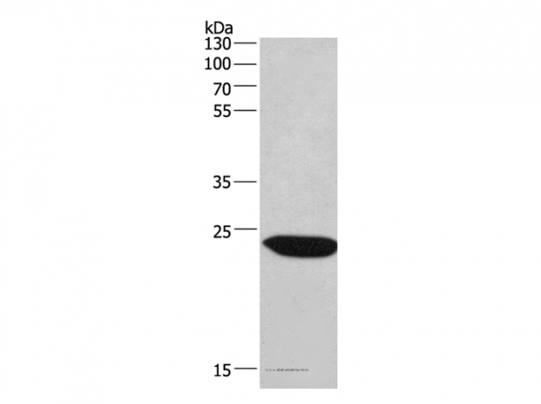 Anti-CHMP1A