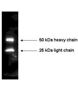 Anti-Mouse IgG (H&amp;L) [Rabbit] Peroxidase conjugated