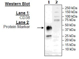 CD38, His-Tag (Mouse), HiP(TM)
