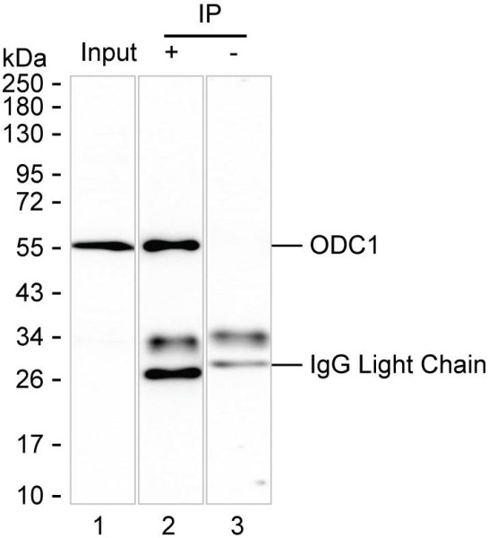 Anti-ODC1