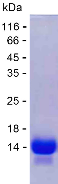 Recombinant Human PCDHGA8 Protein