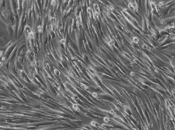 HROG24 Cells