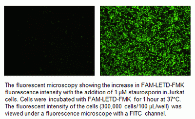 Cell Meter(TM) Live Cell Caspase 8 Binding Assay Kit *Green Fluorescence*