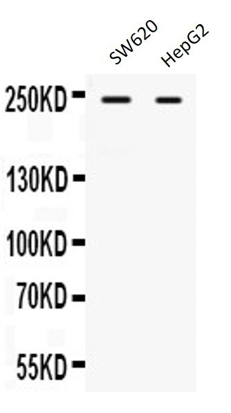 Anti-ARID1A