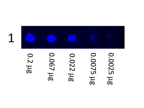 Anti-Mouse IgG (H&amp;L) [Goat] Fluorescein conjugated
