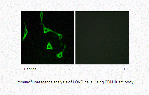 Anti-CDH10