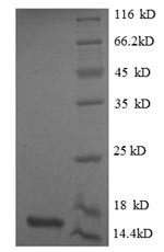 Growth/differentiation factor 8 (MSTN), human, recombinant