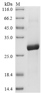 Trypsin-1, Gadus morhua, recombinant