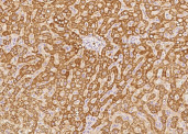 Anti-GCSH Monoclonal Recombinant Antibody