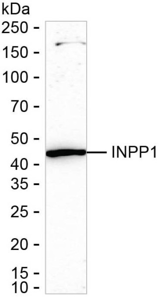 Anti-INPP1
