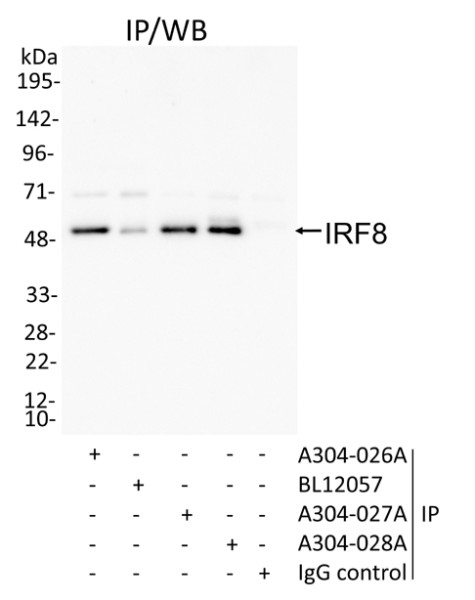 Anti-IRF8