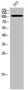 Anti-Phospho-PTK2B (Y579)