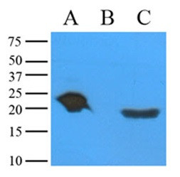 Anti-alpha A Crystallin, clone c9F2