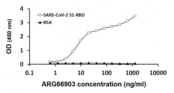 Anti-SARS-CoV / SARS-CoV-2 Spike protein (RBD), clone CR3022